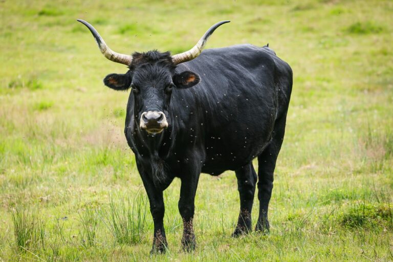 Durva hétvége: három nap alatt 50 embert kellett kimenteni a Balatonból – itt a magyarázat