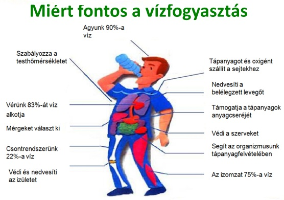 Vízfogyasztás: hogyan éljük túl a kánikulai hőséget?